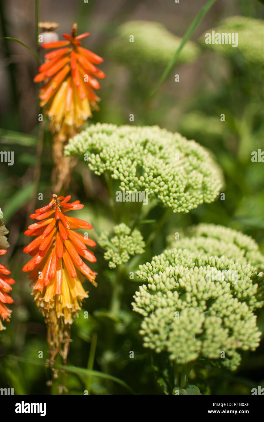 Fiery Orange and Yellow Kniphofia (Red Hot Poker) combined with cool White Sedum heads in a UK garden border in Summer. Stock Photo