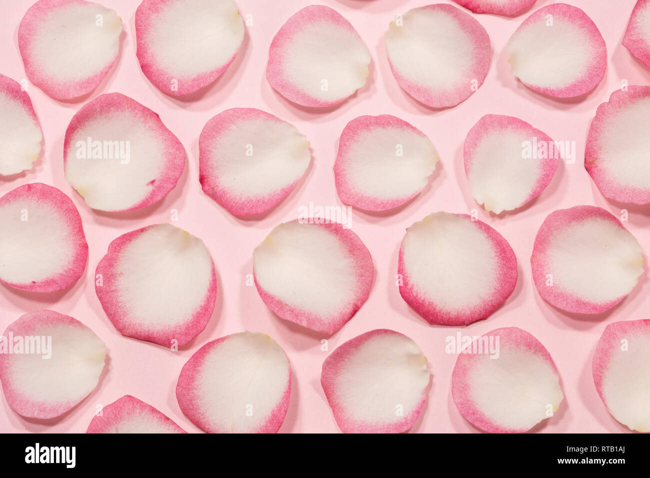 Pink rose petals background Stock Photo