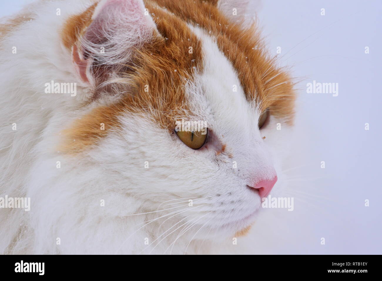 Portrait Of A Long Haired Orange And White Cat In The Snow Stock