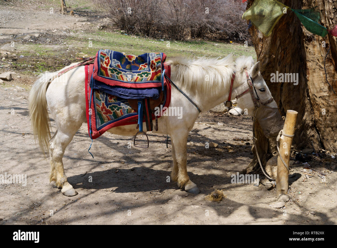 Pack horse feeding from a nose bag, Upper Mustang region, Nepal. Stock Photo