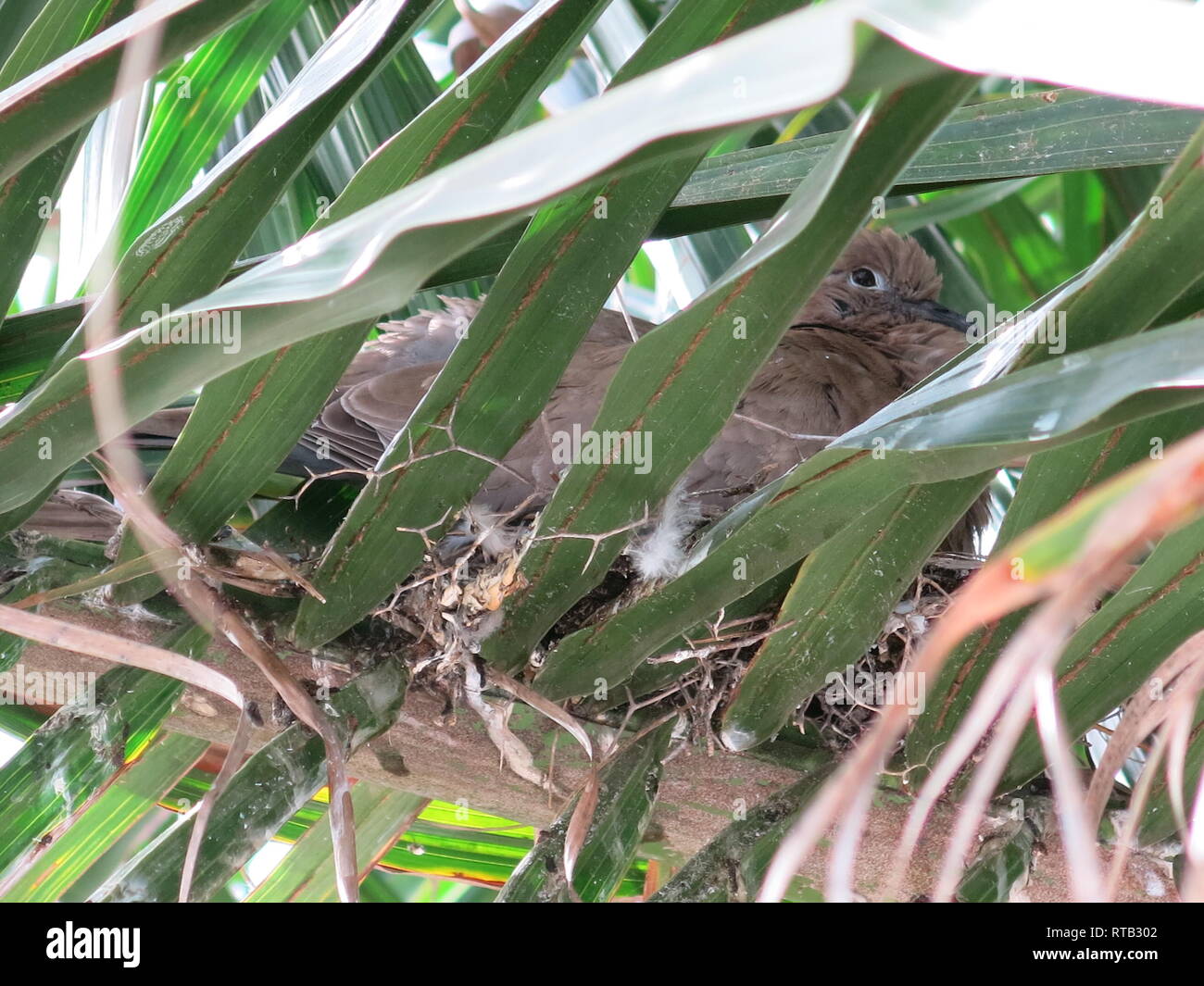 Photo of a collared dove nesting amongst the fronds at the top of a