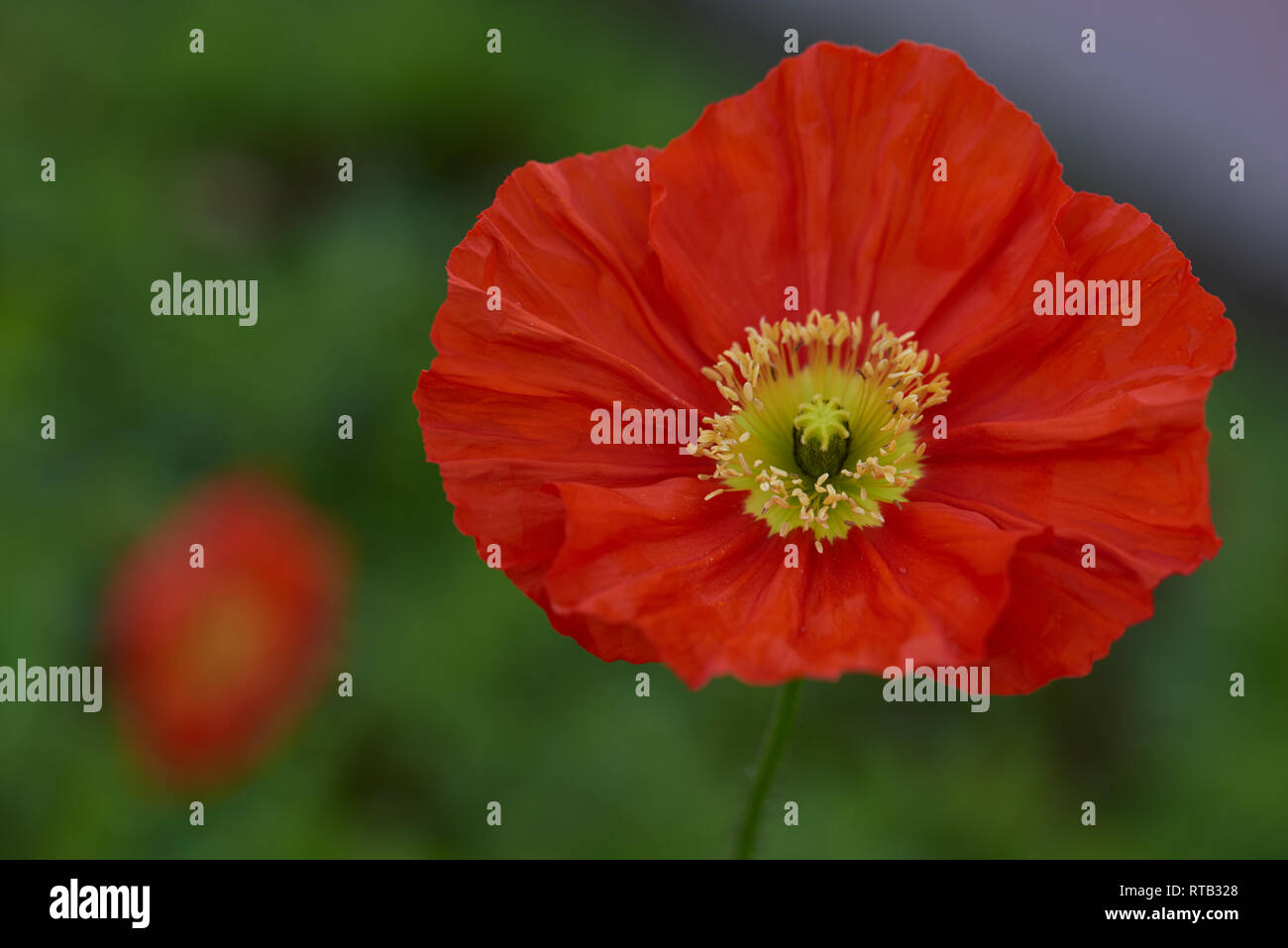 Iceland (Arctic) vibrant red poppy bloom. A hardy, short-lived perennial flowering plant. Stock Photo