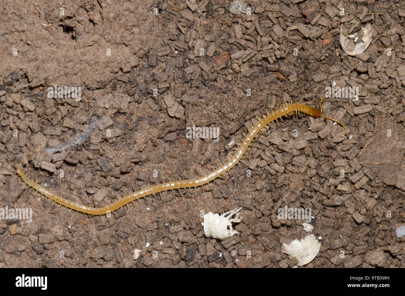 Soil Centipede, Order Geophilomorpha Stock Photo
