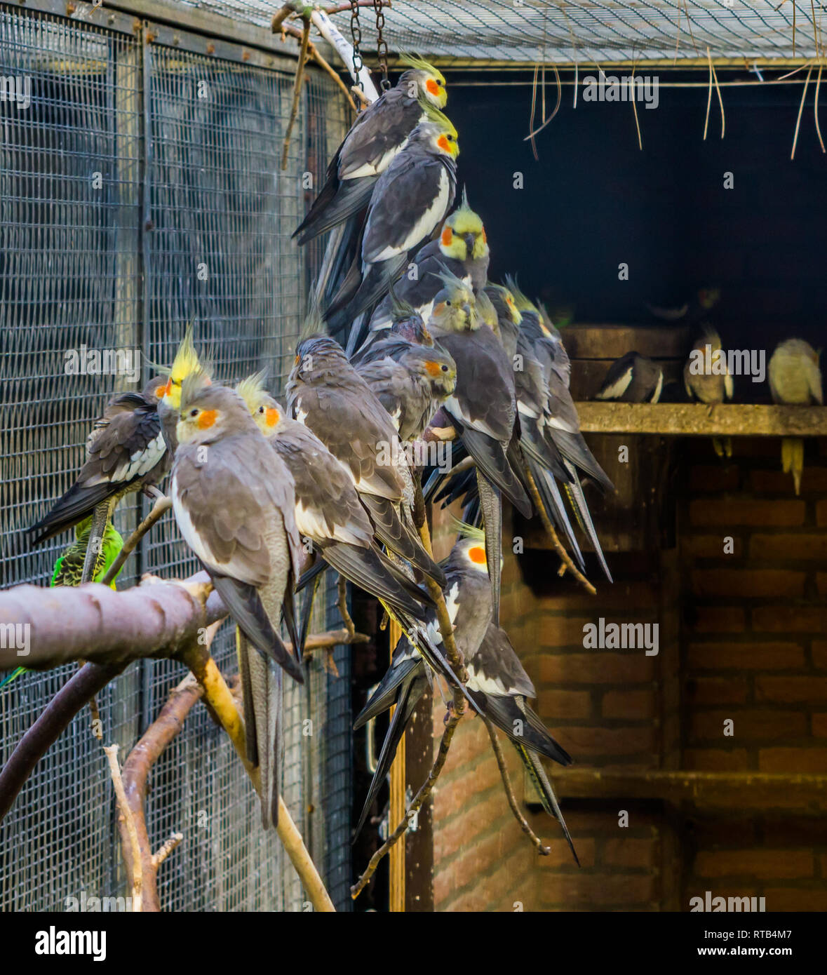 Cockatiel aviary sales