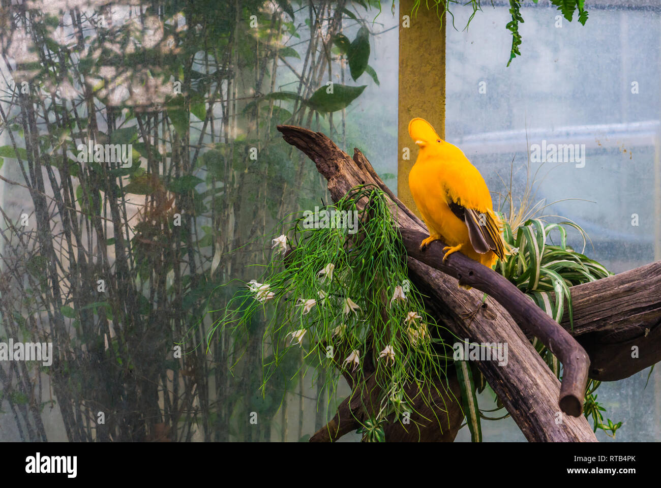 Male guianan cock of the rock sitting on a branch in the aviary ...
