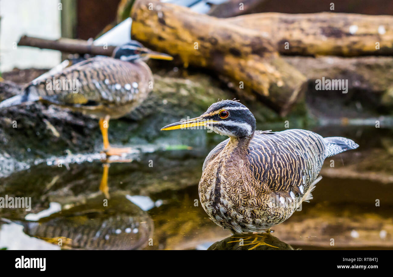Sunbittern bird standing in the water, tropical birds from the amazon