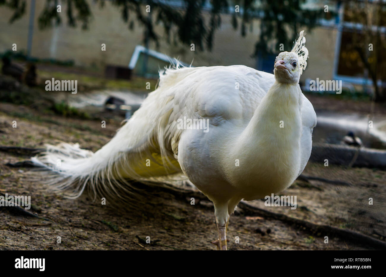 Beautiful white peacock walking in close up, popular color mutation in aviculture, tropical bird from Asia Stock Photo