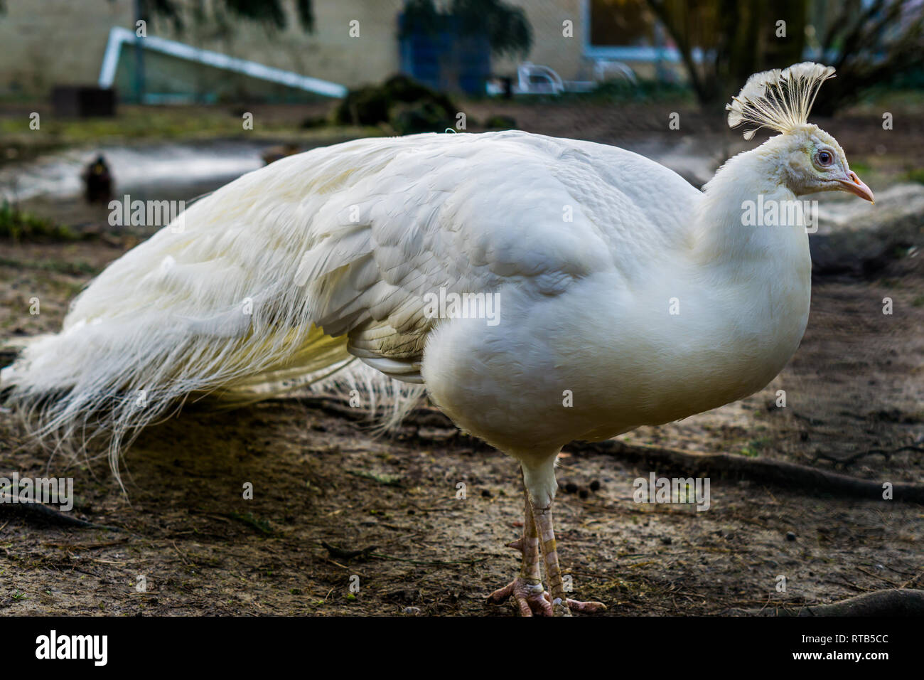 portrait of a beautiful white peacock, popular color mutation in aviculture, tropical bird from Asia Stock Photo