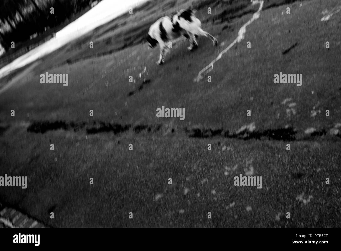 Stray dog, Lille, Nord, France Stock Photo Alamy