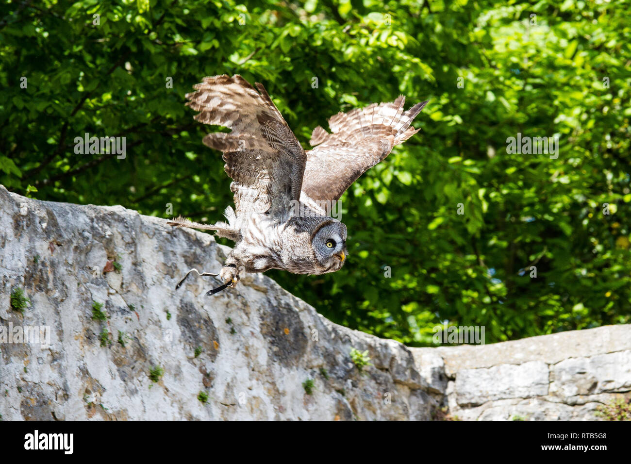 The Western Barn Owl Tyto Alba Is Usually Considered A Subspecies