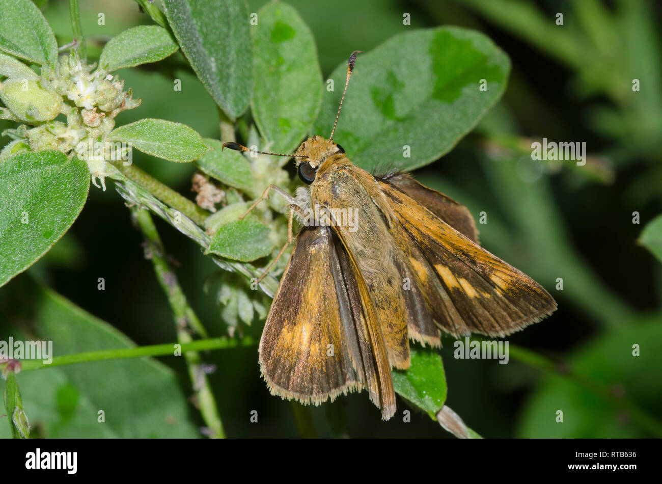 Otho High Resolution Stock Photography and Images Alamy
