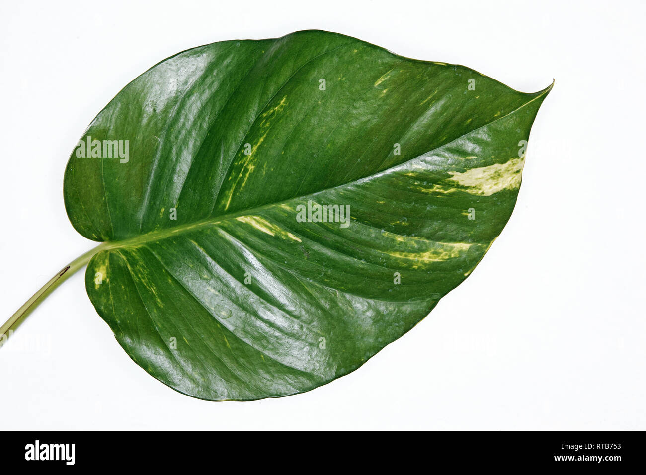 isolated leaf of golden pothos, Epipremnum aureum Stock Photo