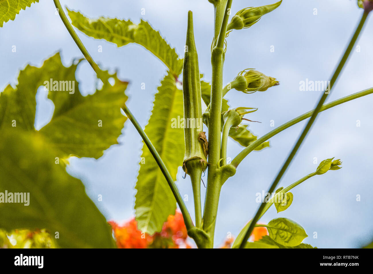 Great close-up image of an okra plant (Abelmoschus esculentus) with flower buds and a maturing & developing fruit. The green seed pods of this popular... Stock Photo