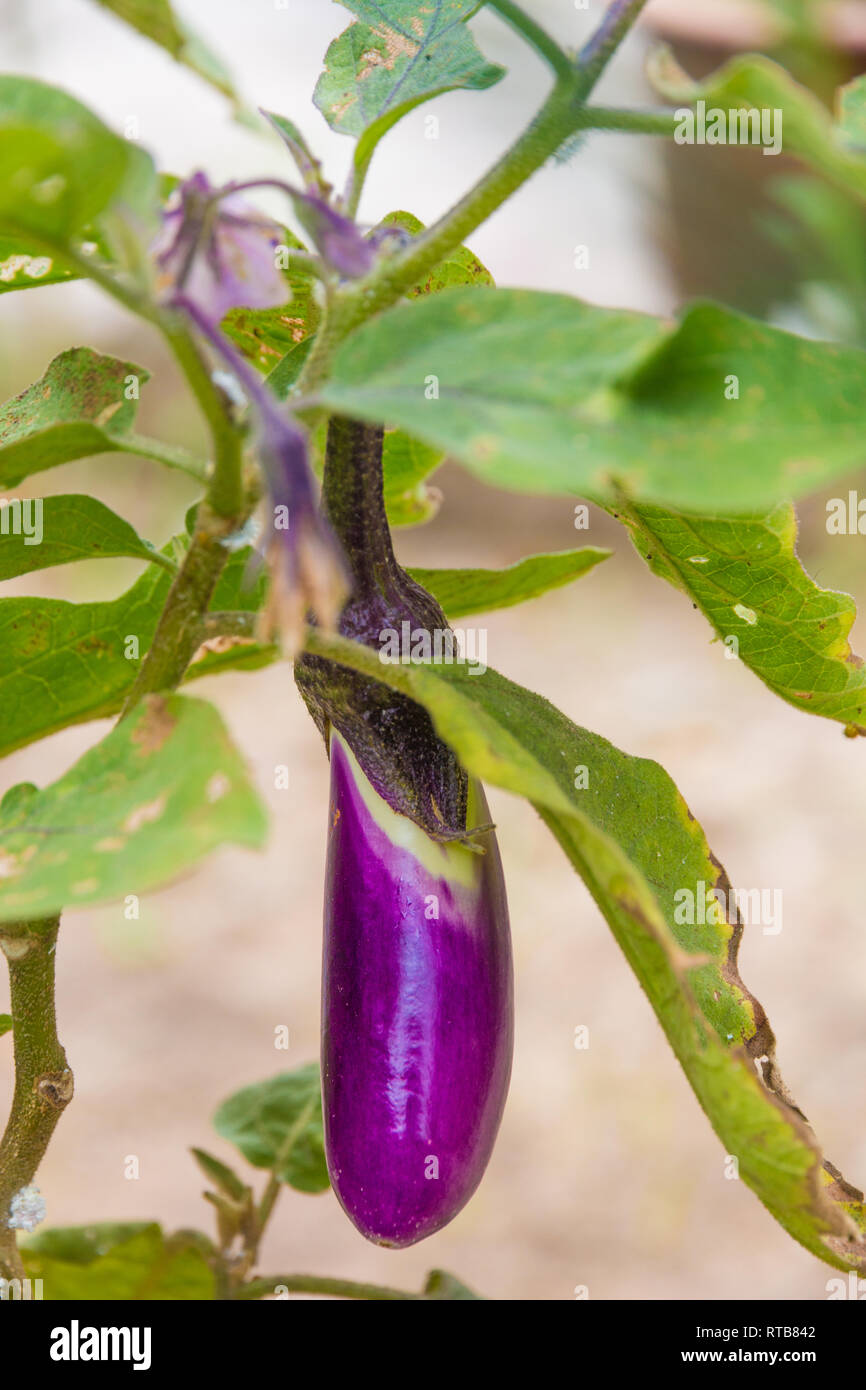 A close-up photo of a nice small mature elongated oval-shaped purple Thai eggplant (Solanum melongena), fully ripe and still hanging on the plant,... Stock Photo
