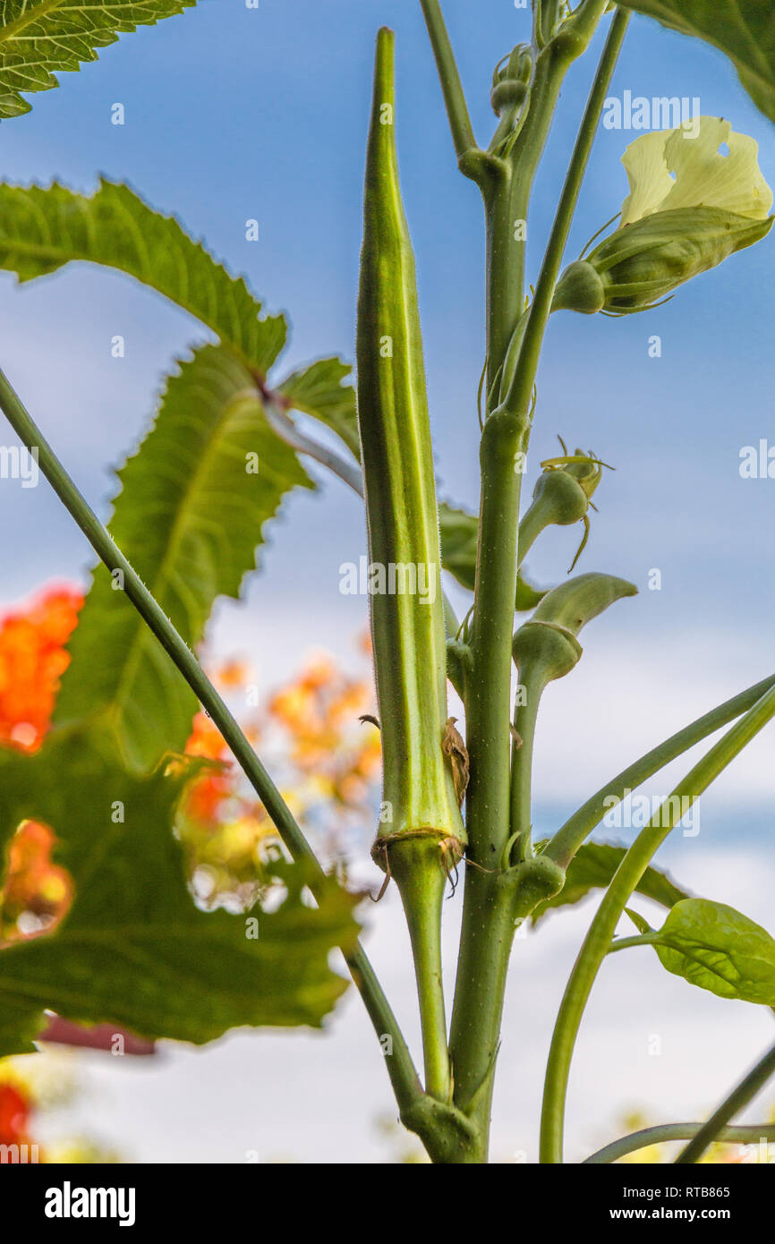 Nice close-up image of an okra plant (Abelmoschus esculentus) with maturing flower and fruit. The green seed pods are edible. This okra plant is... Stock Photo