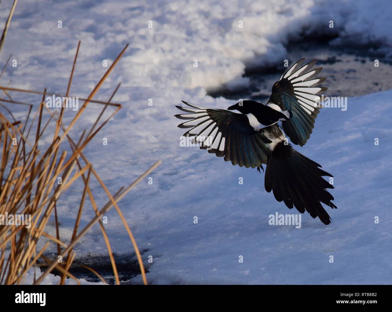 A Black-billed magpie lands to fish for fathead minnows from tiny puddles at Seedskadee National Wildlife Refuge in Sweetwater County, Wyoming. Stock Photo
