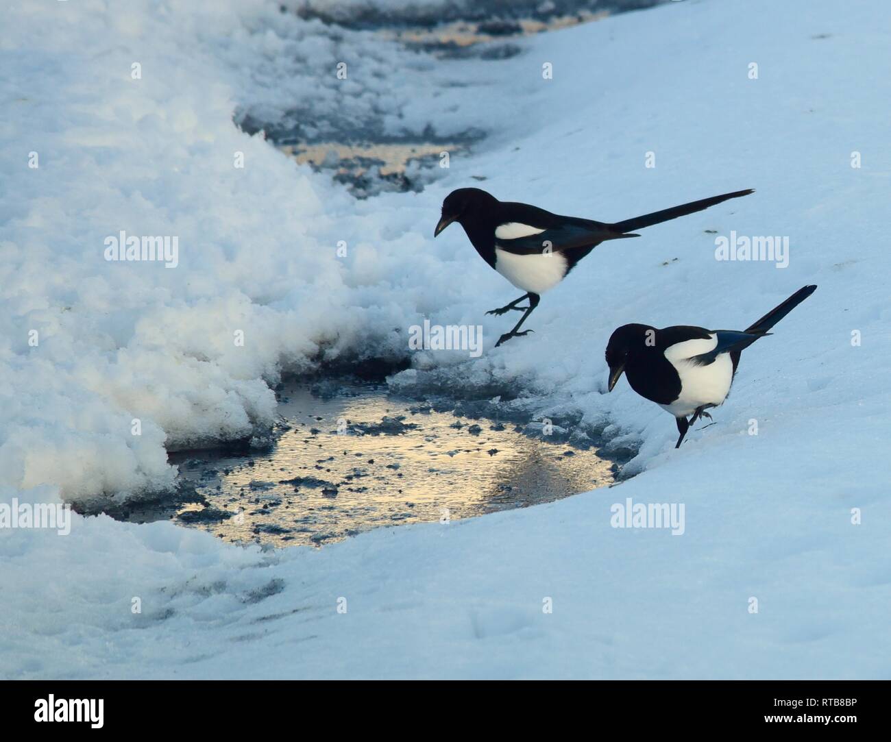 Two Black-billed magpies fish for fathead minnows from tiny puddles at Seedskadee National Wildlife Refuge in Sweetwater County, Wyoming. Stock Photo