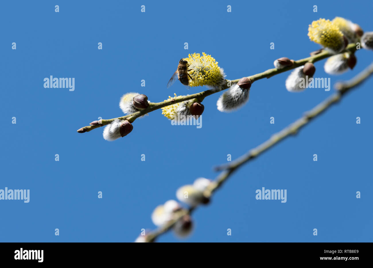 Risen blooming inflorescences male flowering catkin or ament on a Salix , willow in early spring before the leaves. Collect pollen from flowers and buds. Honey plants Europe with wasp Stock Photo