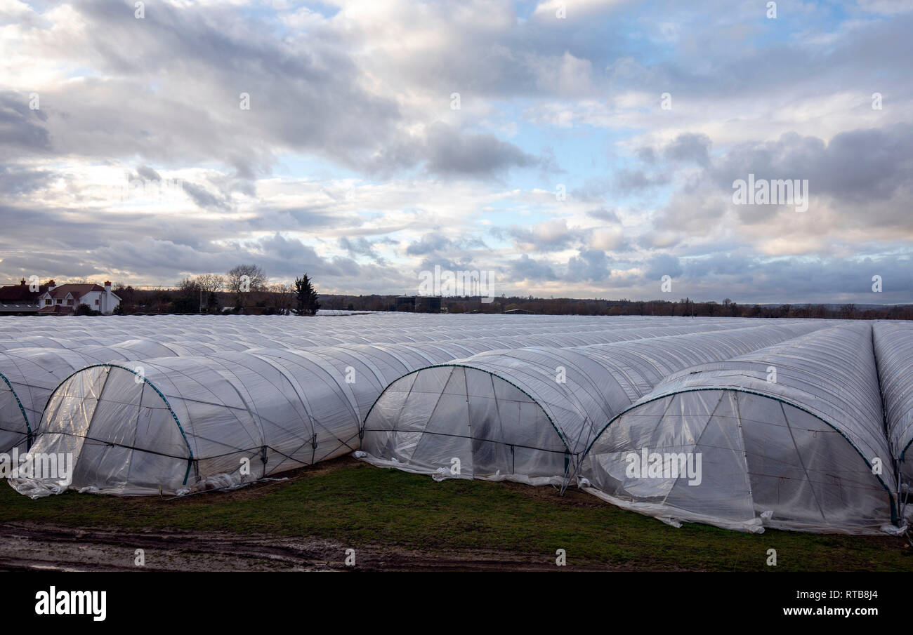 A general view of poly tunnels on a farm near Twyford, Berkshire Stock