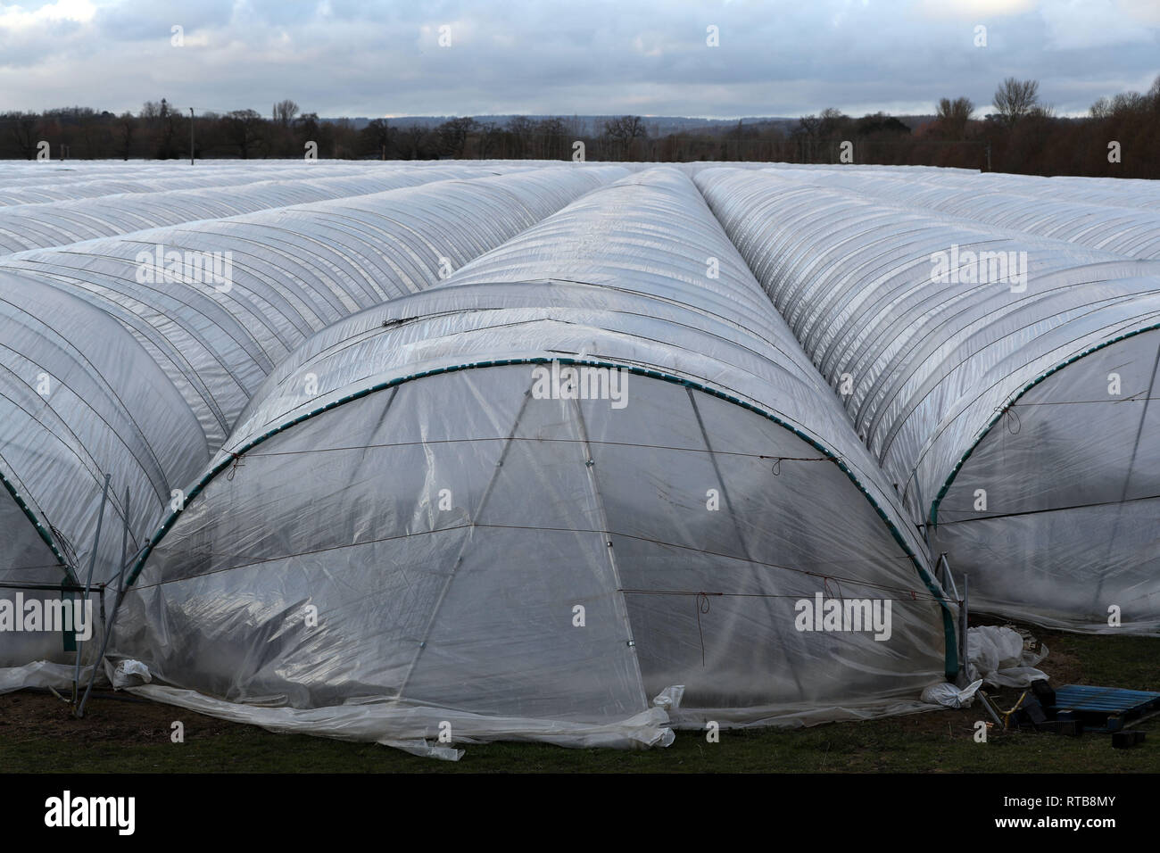 A general view of poly tunnels on a farm near Twyford, Berkshire Stock
