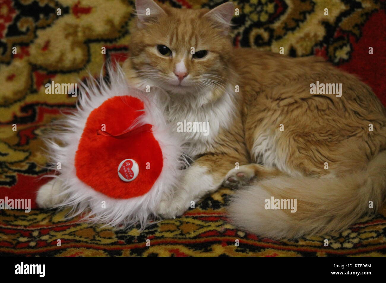 Little Fluffy Orange Kitten With Fur Red Heart Prepare Take A Gift