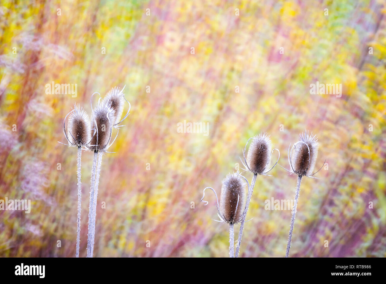 Typha plant in glowing purple light in the forest as Pictorialism concept Stock Photo Alamy