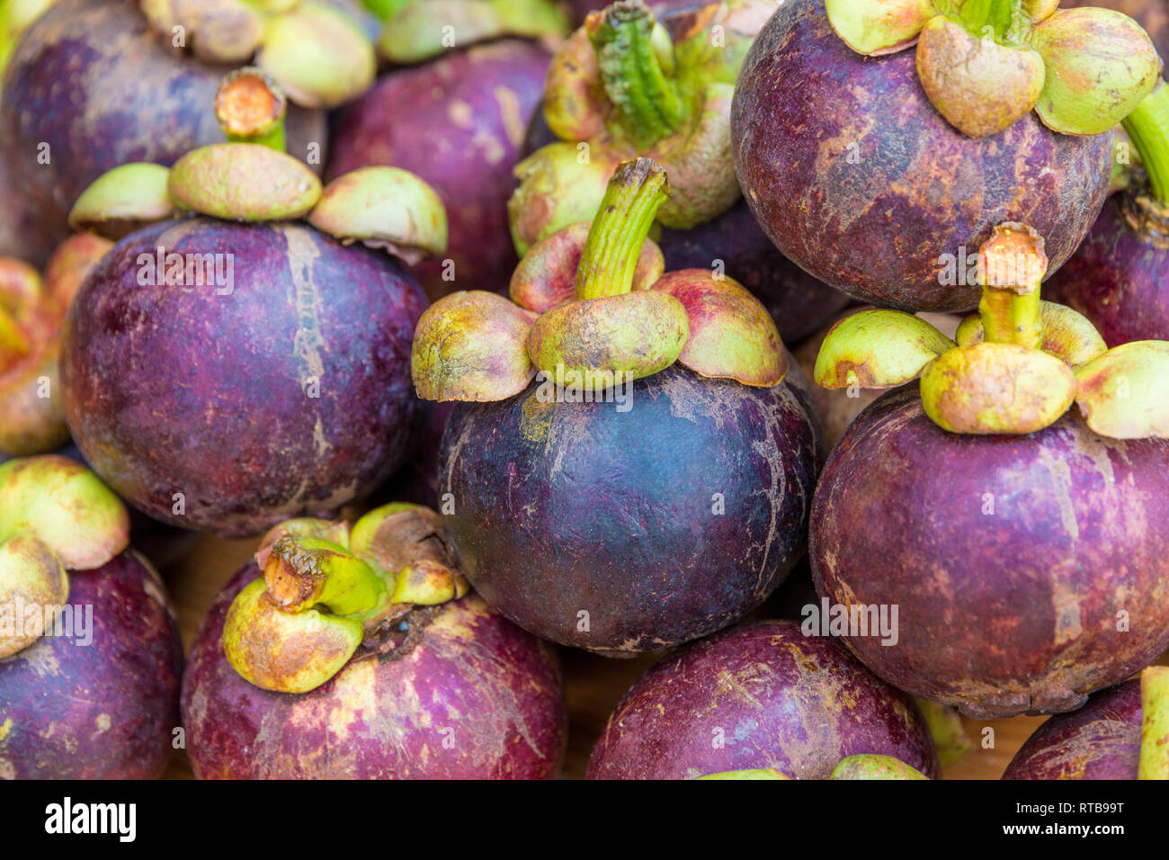 Nice high-angle view of many ripe purple mangosteen fruits (Garcinia mangostana) stacked on top of each other. Grown organically and freshly harvested... Stock Photo