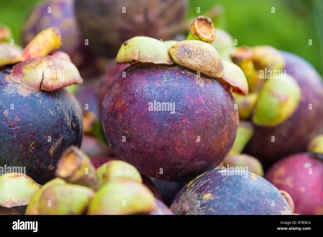 Beautiful close-up view of a singled out mangosteen fruit (Garcinia mangostana) stacked on top of other fruits. The ripe mangosteen fruit with the... Stock Photo