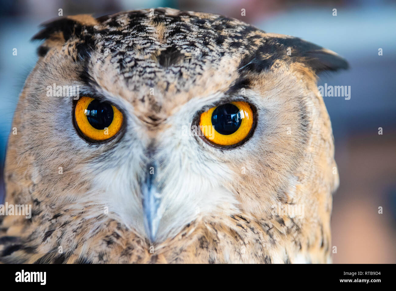 Beautiful Owl close up. Owl eyes. Background Stock Photo - Alamy, image size:1300x956