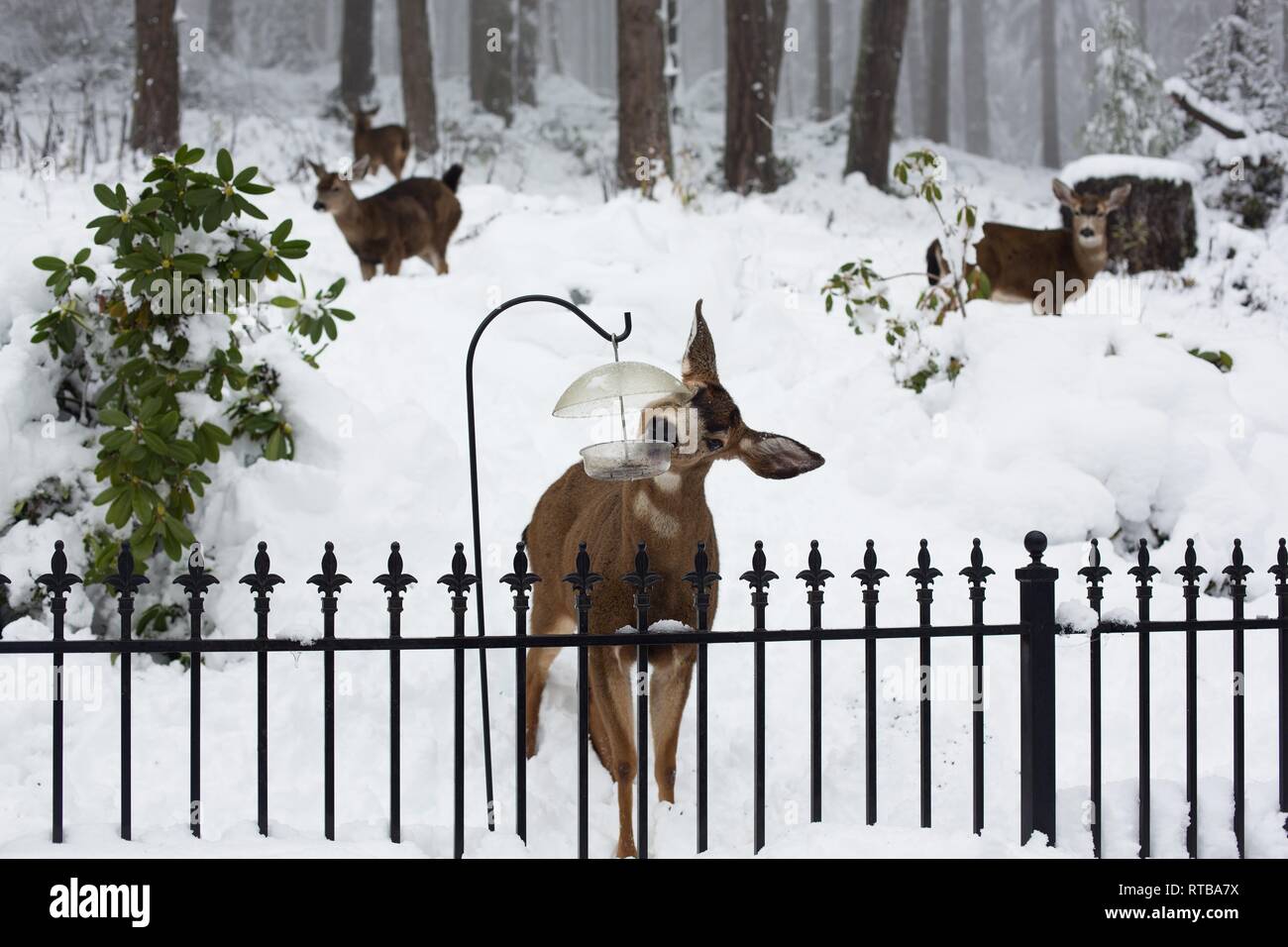 Feeder for deer hires stock photography and images Alamy