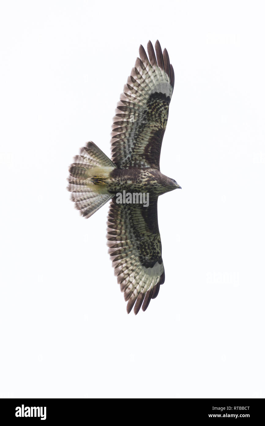 isolated natural common buzzard (buteo buteo) flying with spread wings Stock Photo