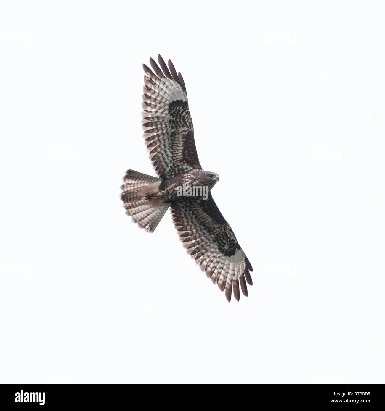 natural common buzzard (buteo buteo) in flight in sky, spread wings Stock Photo