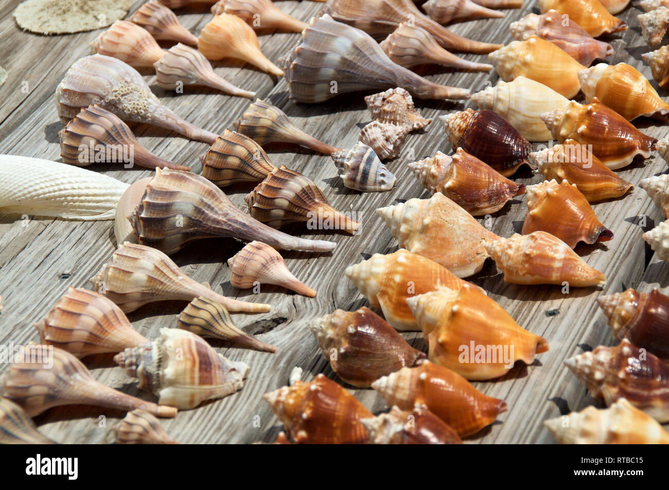 Types Of Conch Shells