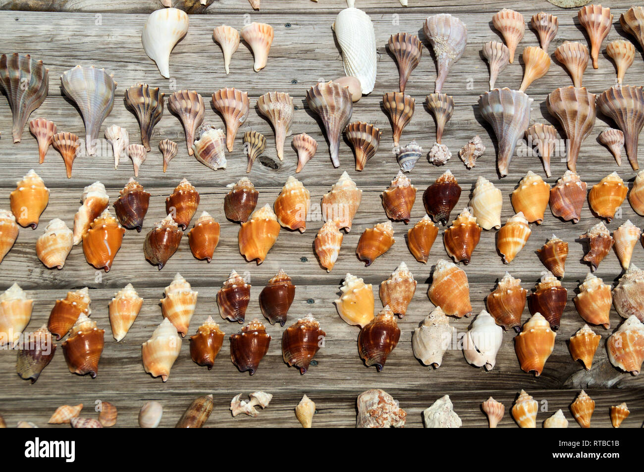 Types Of Conch Shells