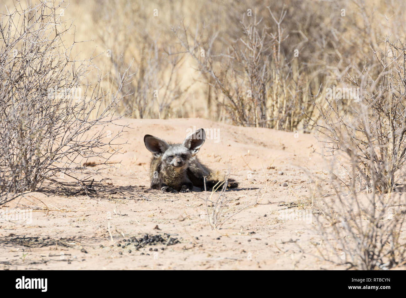 Small bat-eared fox (Otocyon megalotis) lying at the mouth to the den on sand Kalahari, Kgalagadi Transfrontier Park, Northern Cape, South Africa Stock Photo
