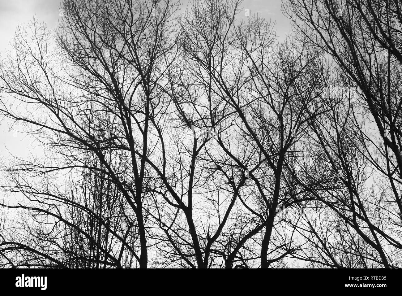 Autumn trees Stock Photo