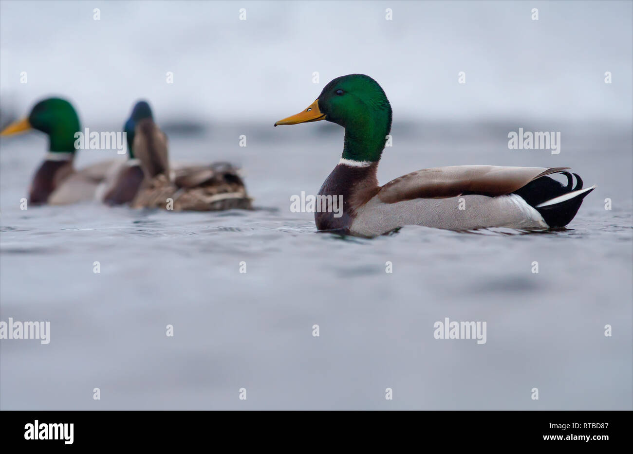 Male Mallard swimming in group with other ducks Stock Photo