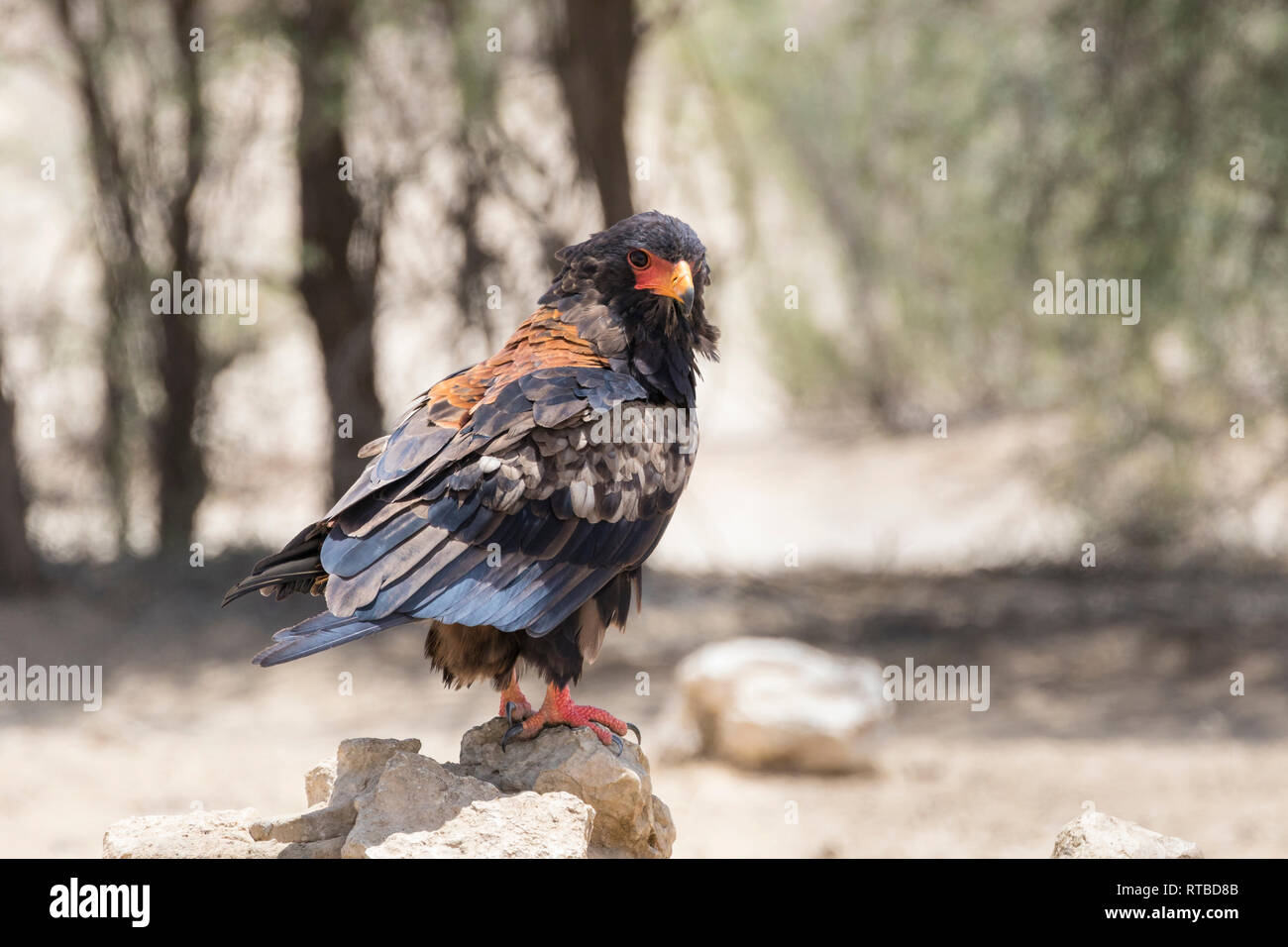 Eagle Habitat Hi res Stock Photography And Images Alamy eagle-habitat-hi-res-stock-photography-and-images-alamy