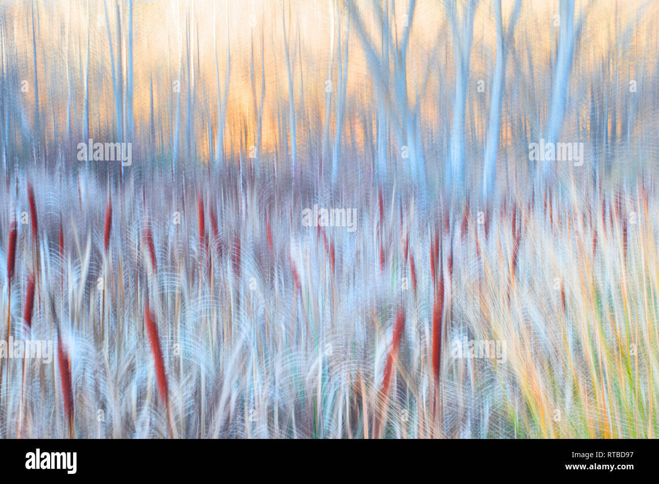 Typha plant in glowing purple light in the forest as Pictorialism ...