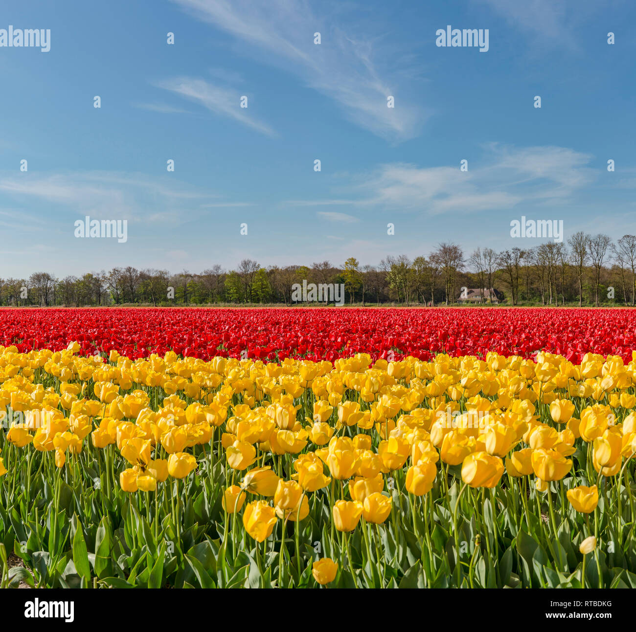 Field full of yellow and red tulips Stock Photo - Alamy