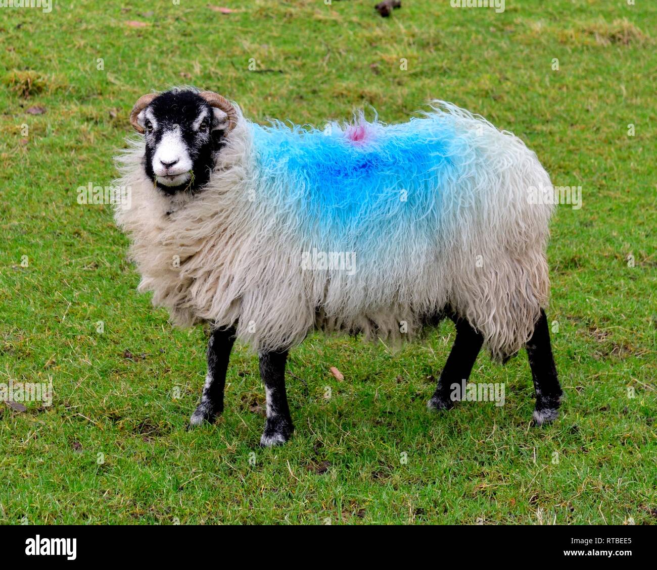 Swaledale sheep,blue paint marking Stock Photo Alamy