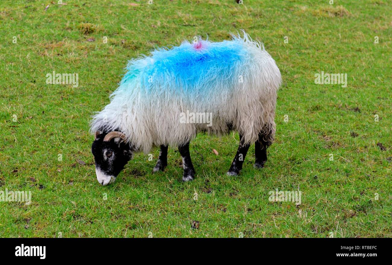 Marking sheep with paint hires stock photography and images Alamy