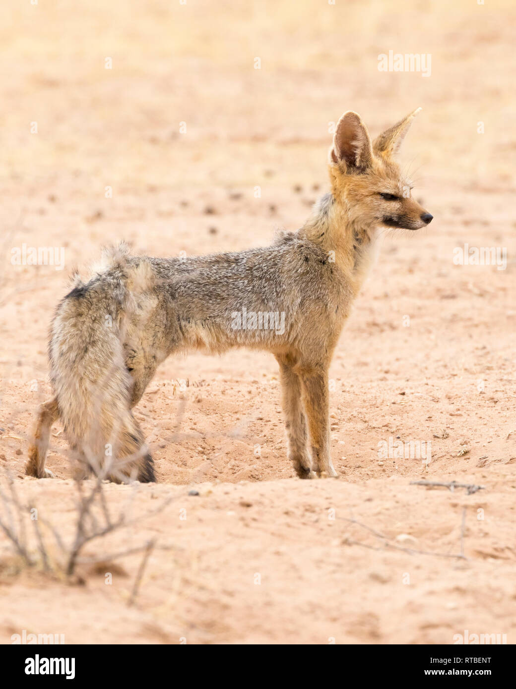 Cape Fox or silver-backed fox (Vulpes chama) standing in the mouth of a den, Kgalagadi Transfrontier Park, Kalahari, Northern Cape, South Africa, side Stock Photo