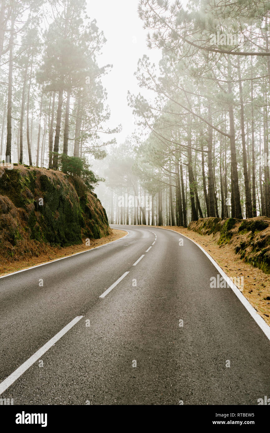 Asphalt road in foggy forest Stock Photo - Alamy