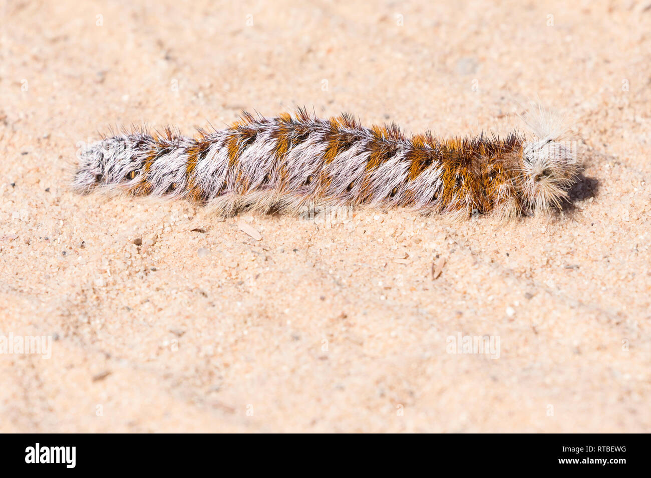 Caterpillar of the African Wild Silk Moth Gonometa postica on sand