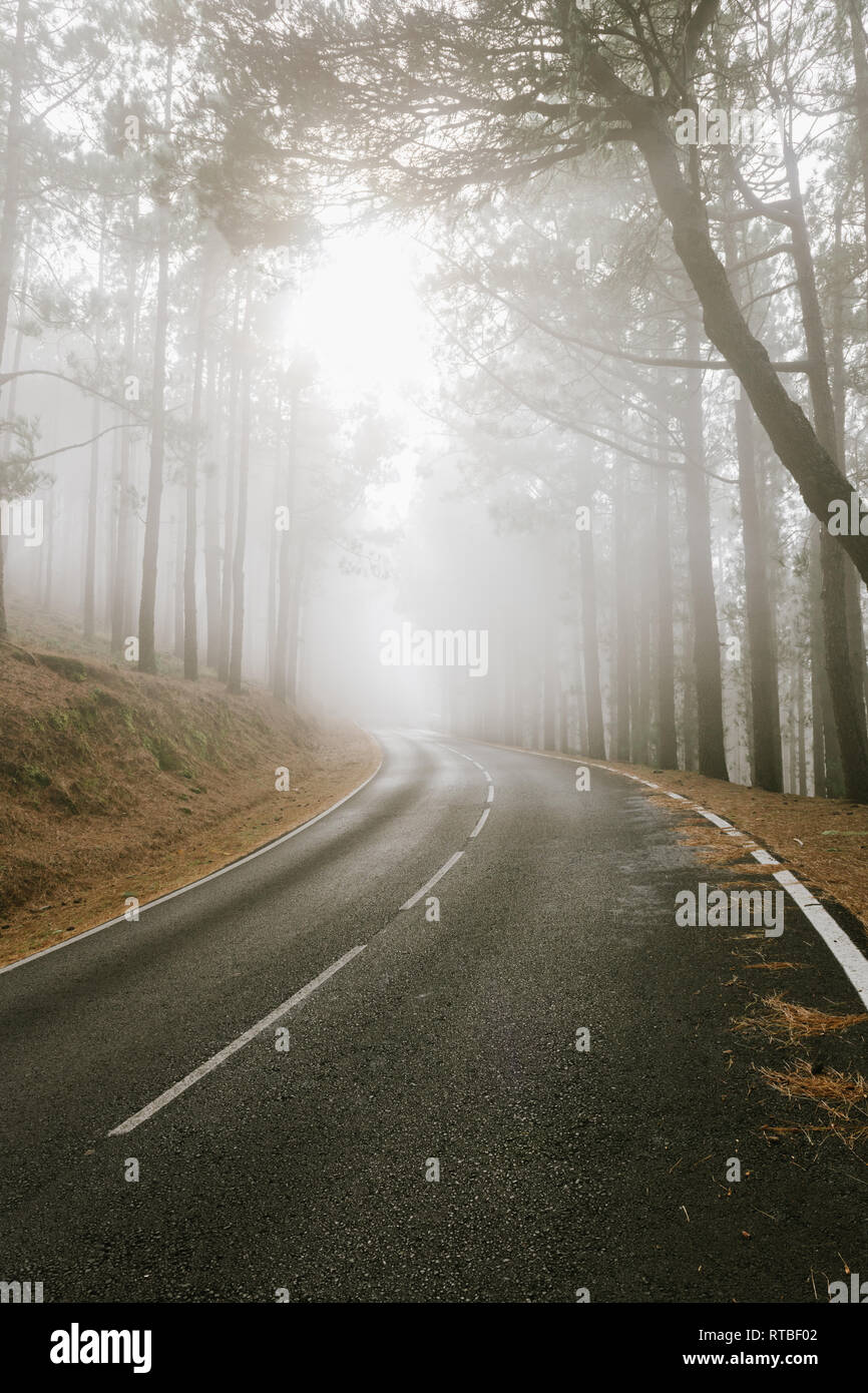 Asphalt road in foggy forest Stock Photo - Alamy