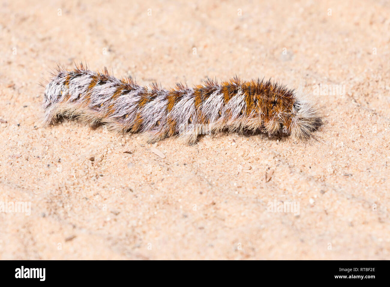 Caterpillar of the African Wild Silk Moth Gonometa postica on sand, Kgalagadi Transfrontier Park