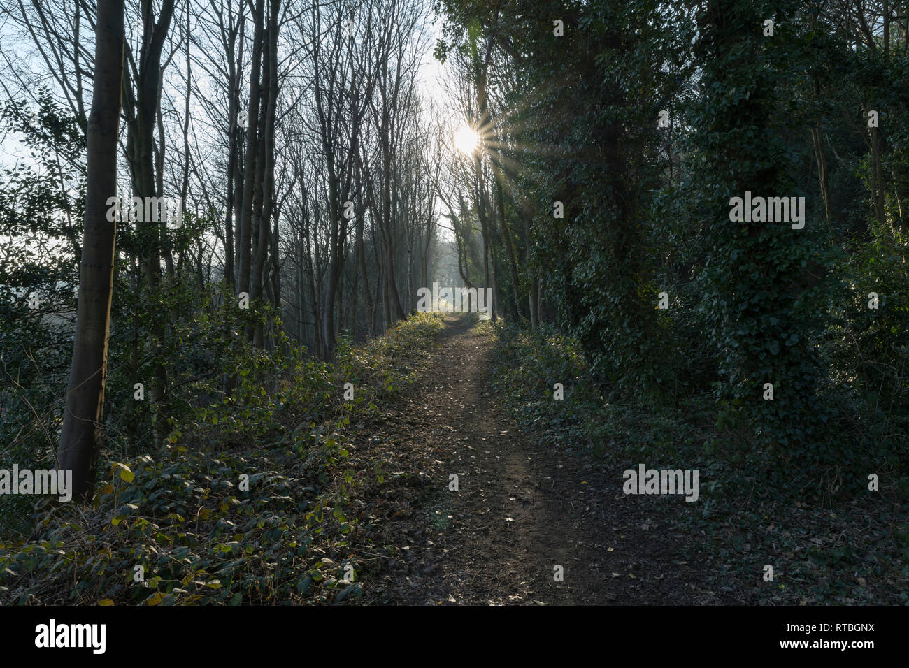 Winter Woodland Paths in Beaumont Park, Huddersfield Stock Photo