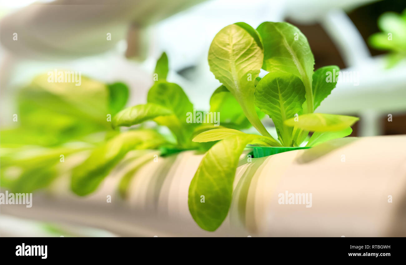 The green vegetable leaf pattern is organic cultivation hydroponic farm. Nature economic business concept Stock Photo
