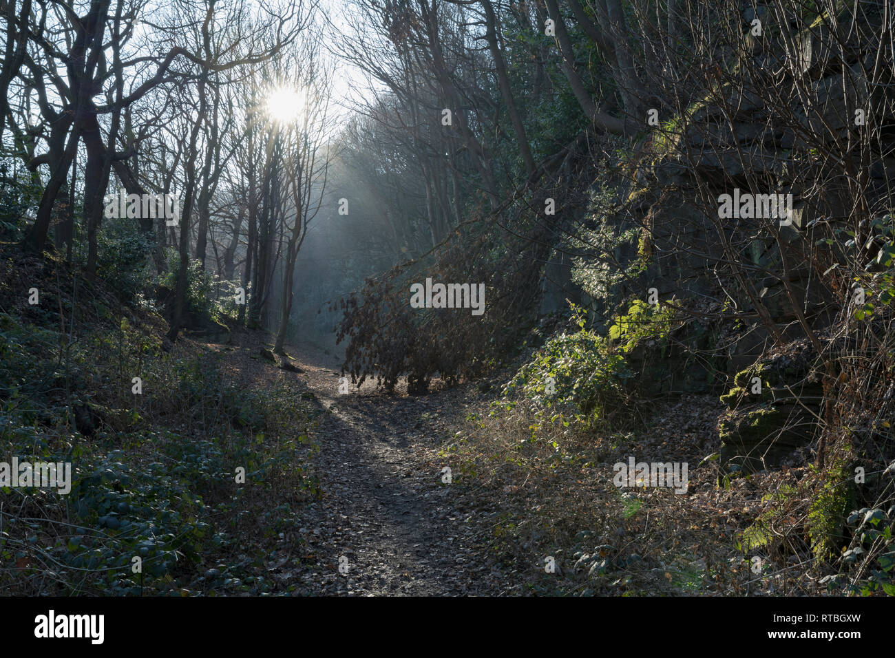 Winter Woodland Paths in Beaumont Park, Huddersfield Stock Photo